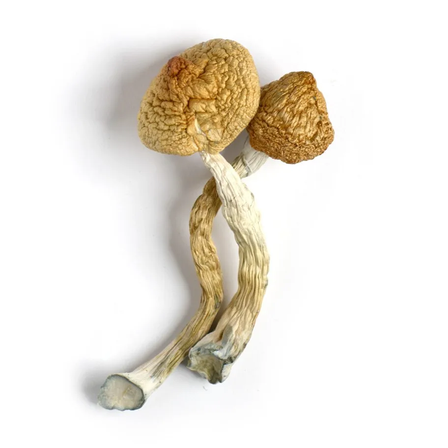 GOLDEN TEACHERS