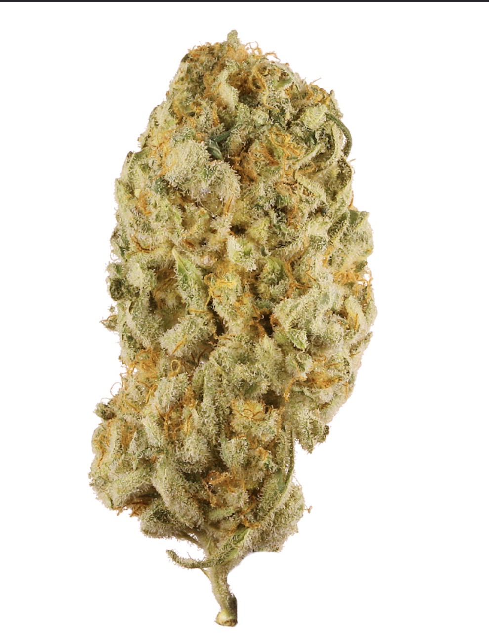 JACK HERER